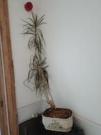 PLANTE INTÉRIEUR DRACAENA + POT PORCELAINE, Ficus, En pot, 150 à 200 cm, Enlèvement