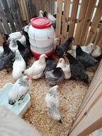 legklaar en panklaar sussex en bleu de landes 2,5 kg, Dieren en Toebehoren, Pluimvee, Vrouwelijk, Kip