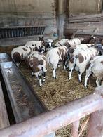 Baggerbonte bokken, Dieren en Toebehoren, Schapen, Geiten en Varkens, Mannelijk, Schaap, 0 tot 2 jaar