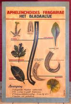 Vintage universitair paneel ’A. fragariae - Het bladaaltje', Antiek en Kunst, Natuur en Biologie, Ophalen