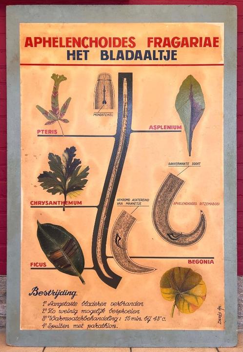 Panneau universitaire vintage 'A. fragariae', Antiquités & Art, Antiquités | Cartes scolaires, Nature et Biologie, Enlèvement