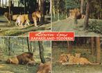 LEEUWEN  in  SAFARILAND  TUDDERN, Collections, Cartes postales | Animaux, Non affranchie, Animal sauvage, Envoi