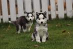 Siberische Husky pups - Belgisch Erkend Husky fokker, Meerdere, Poolhond, 8 tot 15 weken, Meerdere dieren