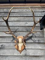 Beaux grands bois sur planche de chêne, Crâne, Utilisé, Enlèvement ou Envoi, Cerf