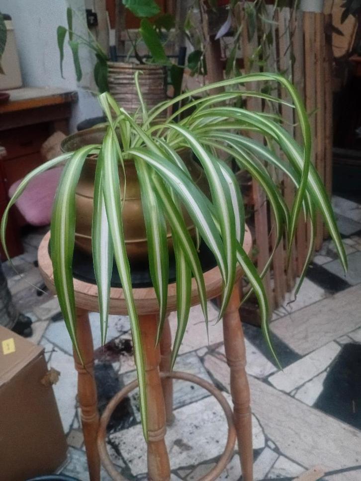 Plante arraignée (chlorophytum) en pot, Maison & Meubles, Plantes d'intérieur, Autres espèces, En pot, Enlèvement