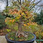 Zelkova serrata Bonsai GROOT, Tuin en Terras, Ophalen