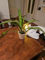 Sanseveria, Enlèvement