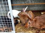 Rasechte belgische haaskonijnen, Meerdere dieren, Middelgroot
