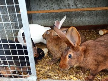 Rasechte belgische haaskonijnen beschikbaar voor biedingen