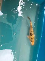 Mooie koi , eerlijke prijs, Dieren en Toebehoren, Vissen | Vijvervissen, Karper of Koi