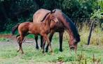 Kwaliteitsvol hengstveulen, Dieren en Toebehoren, Paarden, Springpaard, Gechipt, Niet van toepassing, 0 tot 2 jaar