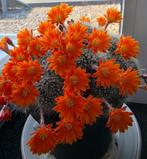 rebutia, Ophalen of Verzenden