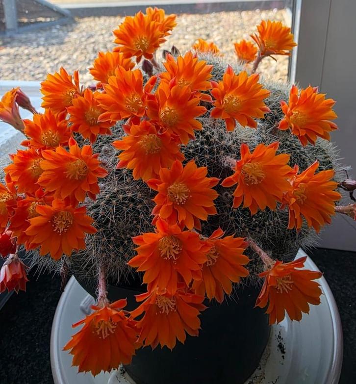 rebutia, Tuin en Terras, Planten | Tuinplanten, Ophalen of Verzenden