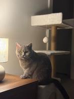 Britse Korthaar (British Blue), Dieren en Toebehoren, Katten en Kittens | Raskatten | Korthaar, Poes, Gechipt, 3 tot 5 jaar