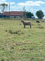 Mooie hampshire ram, Dieren en Toebehoren, Mannelijk, Schaap, 0 tot 2 jaar