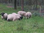 Rammen voor offerfeest Eid Al-Adha, Dieren en Toebehoren