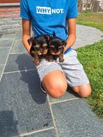 Yorkshire terriër pups, Dieren en Toebehoren, België, CDV (hondenziekte), 8 tot 15 weken, Meerdere