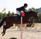 Drachtige zangersheide merrie, Merrie, Met stamboom, Springpaard, L