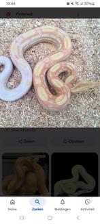 Gezocht boa man 60 maand max 1 jaar, Dieren en Toebehoren, Reptielen en Amfibieën