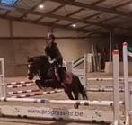 Lieve bomproef B pony, Ophalen