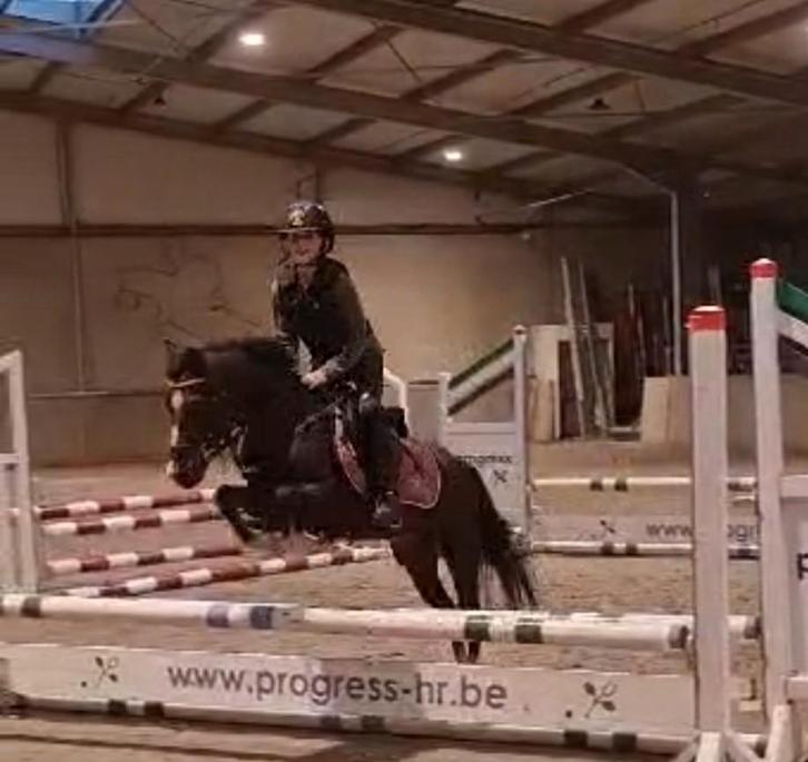 Lieve bomproef B pony, Dieren en Toebehoren, Paarden en Pony's | Overige Paardenspullen, Ophalen