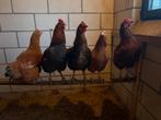 Te koop: kippen, Dieren en Toebehoren, Pluimvee