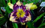 Exclusive  daglelies, Tuin en Terras, Planten | Tuinplanten, Ophalen