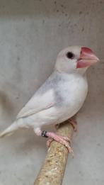 Rijstvogels 2025., Dieren en Toebehoren, Vogels | Parkieten en Papegaaien