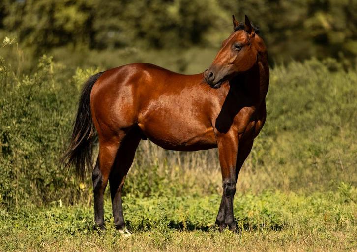 Knappe Quarter ruin, Dieren en Toebehoren, Paarden, Ruin, Onbeleerd, Minder dan 160 cm, 0 tot 2 jaar, Westernpaard, Met stamboom