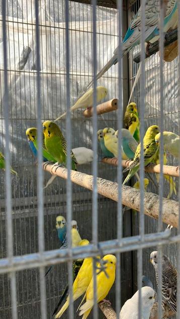 VEEL KLEUREN GRASPARKIETJES NU 16 EURO/KOPPEL, Dieren en Toebehoren, Meerdere dieren, Parkiet