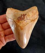 Megalodon tand, Verzamelen, Mineralen en Fossielen, Ophalen of Verzenden