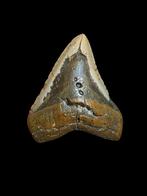 Énorme dent de mégalodon Carcharodon de 5,36 po/13,63 cm., Enlèvement ou Envoi, Fossile