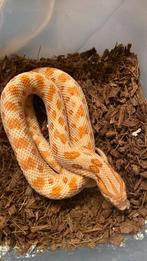 Haakneuzen moeten weg!!, Dieren en Toebehoren, Reptielen en Amfibieën, Slang, Tam, 3 tot 6 jaar