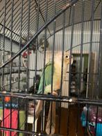 2 pyrhuras, Dieren en Toebehoren, Vogels | Parkieten en Papegaaien