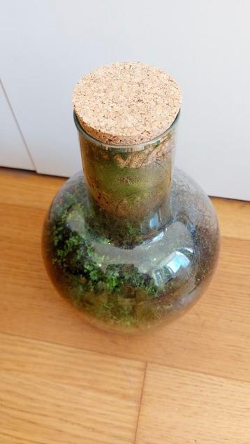 Terrarium vase avec plantes intérieures