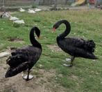koppel zwarte zwanen, Februari
