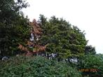 bois de sapin, Jardin & Terrasse, Bois de chauffage, Enlèvement