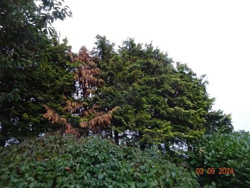 bois de sapin, Jardin & Terrasse, Bois de chauffage, Enlèvement