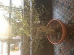 Olijfboom, Tuin en Terras, Ophalen, Olijfboom
