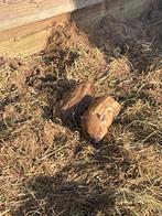 Mini varkens, Dieren en Toebehoren, Schapen, Geiten en Varkens, Meerdere dieren, Varken, 0 tot 2 jaar