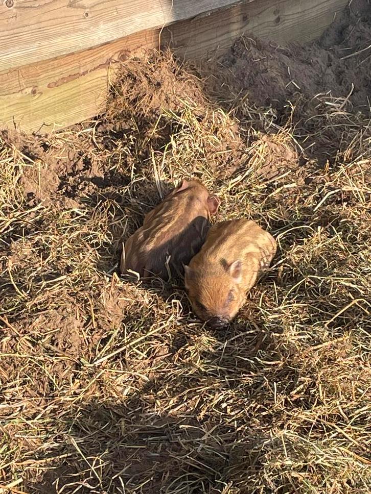 Mini varkens, Dieren en Toebehoren, Schapen, Geiten en Varkens, Varken, Meerdere dieren, 0 tot 2 jaar