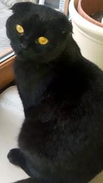 Oppas gezocht, Dieren en Toebehoren, Kat