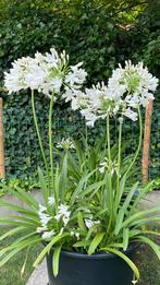 Agapanthus grote pot, Enlèvement ou Envoi