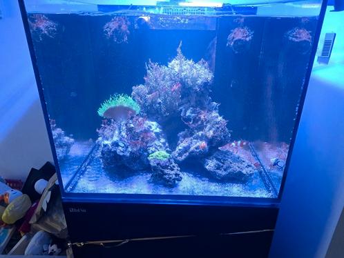 Redsea reefer 170 deluxe full équipé vide, Dieren en Toebehoren, Vissen | Aquaria en Toebehoren, Gebruikt, Ophalen