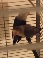 Koppel fisheries en agapornis inclusief kooi te koop, Dieren en Toebehoren, Vogels | Parkieten en Papegaaien