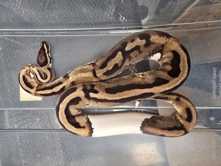 Prachtige piebald 2023, Dieren en Toebehoren, Reptielen en Amfibieën, Amfibie