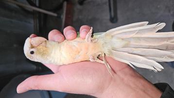 Pyrrhura molinae beschikbaar voor biedingen