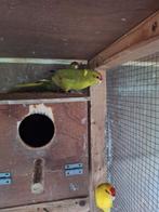 Kakariki's, Plusieurs animaux, Perruche, Bagué