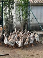 Loopeenden, Dieren en Toebehoren, Meerdere dieren, Eend