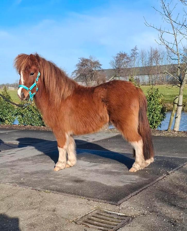 **LEUKE EN LIEVE 3 JARIGE SHETLANDER MERRIE**, Dieren en Toebehoren, Pony's, Merrie, 3 tot 6 jaar